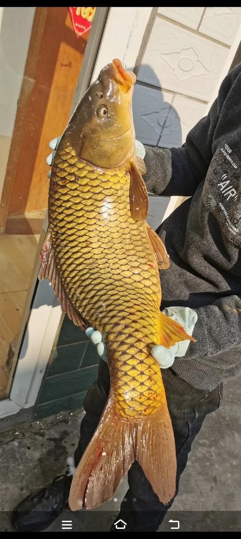 鯉魚是什么樣子的圖片，鯉魚圖片欣賞