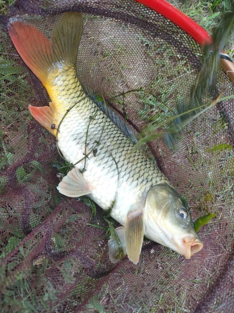 鯉魚是什么樣子的圖片，鯉魚圖片欣賞