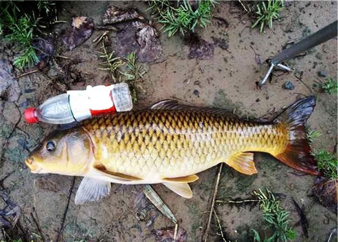 鯉魚是什么樣子的圖片，鯉魚圖片欣賞