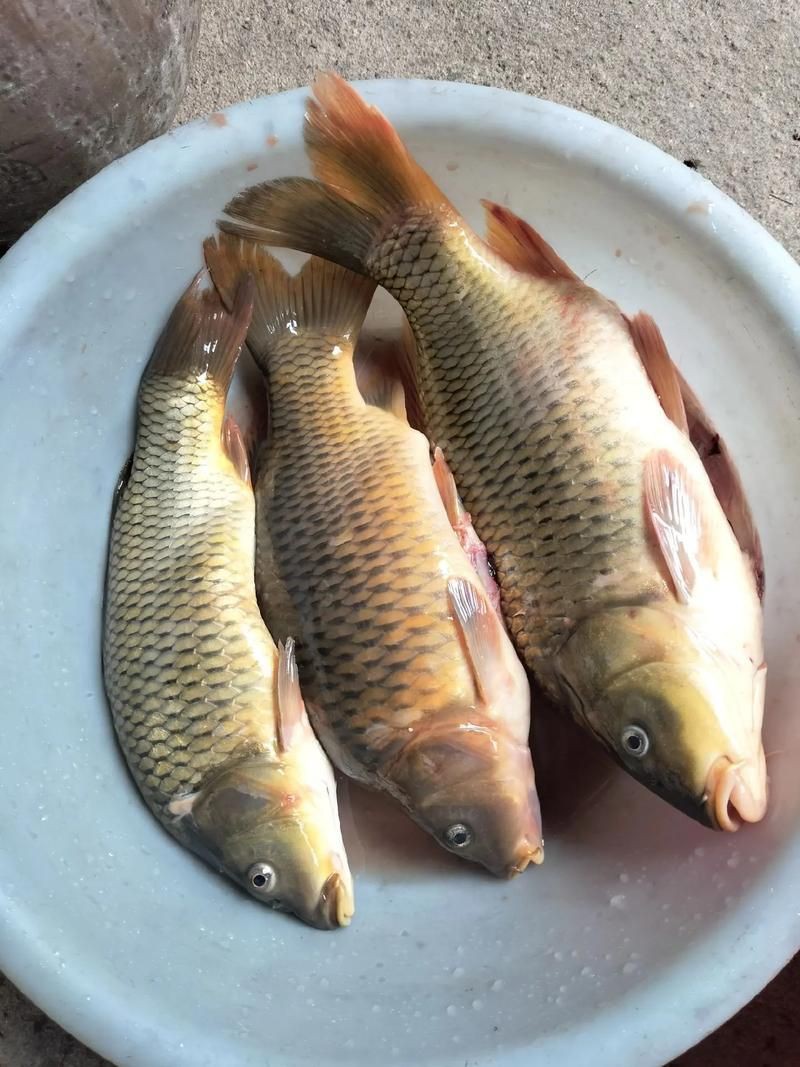 鯉魚是什么樣子的圖片，鯉魚圖片欣賞