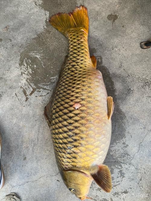 鯉魚是什么樣子的圖片，鯉魚圖片欣賞