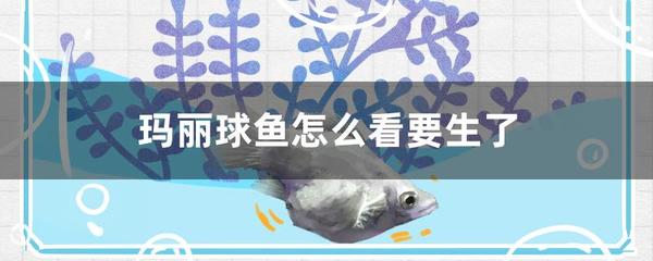 麒麟石雕放家門口可以嗎？風水寓意與擺放講究詳解，麒麟石雕擺放大門風水指南，寓意解析與擺放禁忌