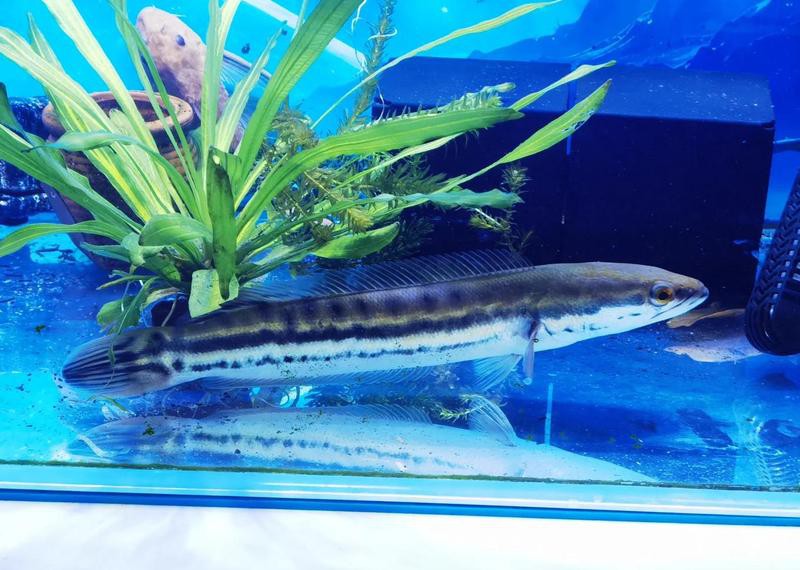 二手魚缸出售批發市場，二手魚缸市場的盈利秘密