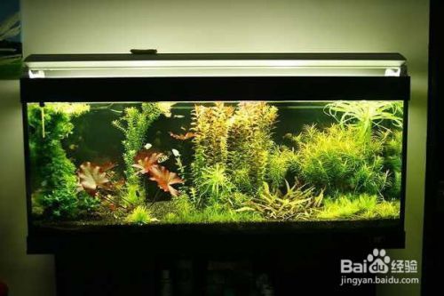 亞洲龍魚圖片(亞洲龍魚新品種)