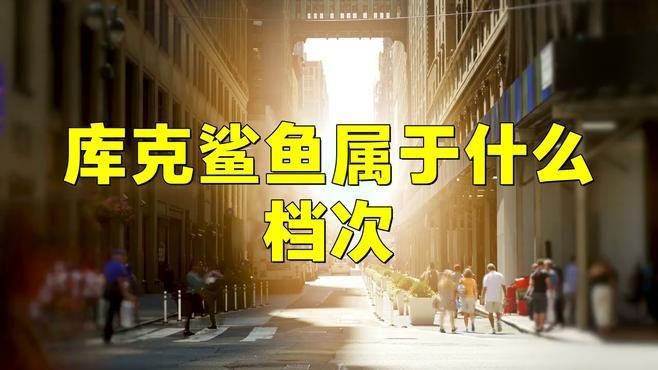 庫克鯊魚眼鏡屬于什么檔次【庫克鯊魚屬于什么檔次】