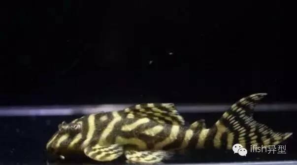 伊罕尼特利2(totto伊罕)