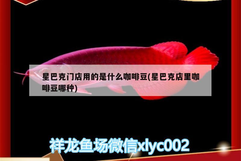 星巴克門店用的是什么咖啡豆(星巴克店里咖啡豆哪種)