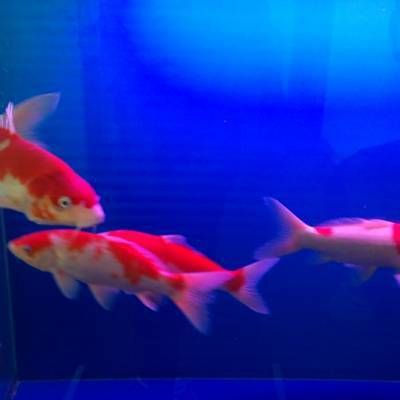 濟南魚缸店，濟南魚缸專營店鋪推薦