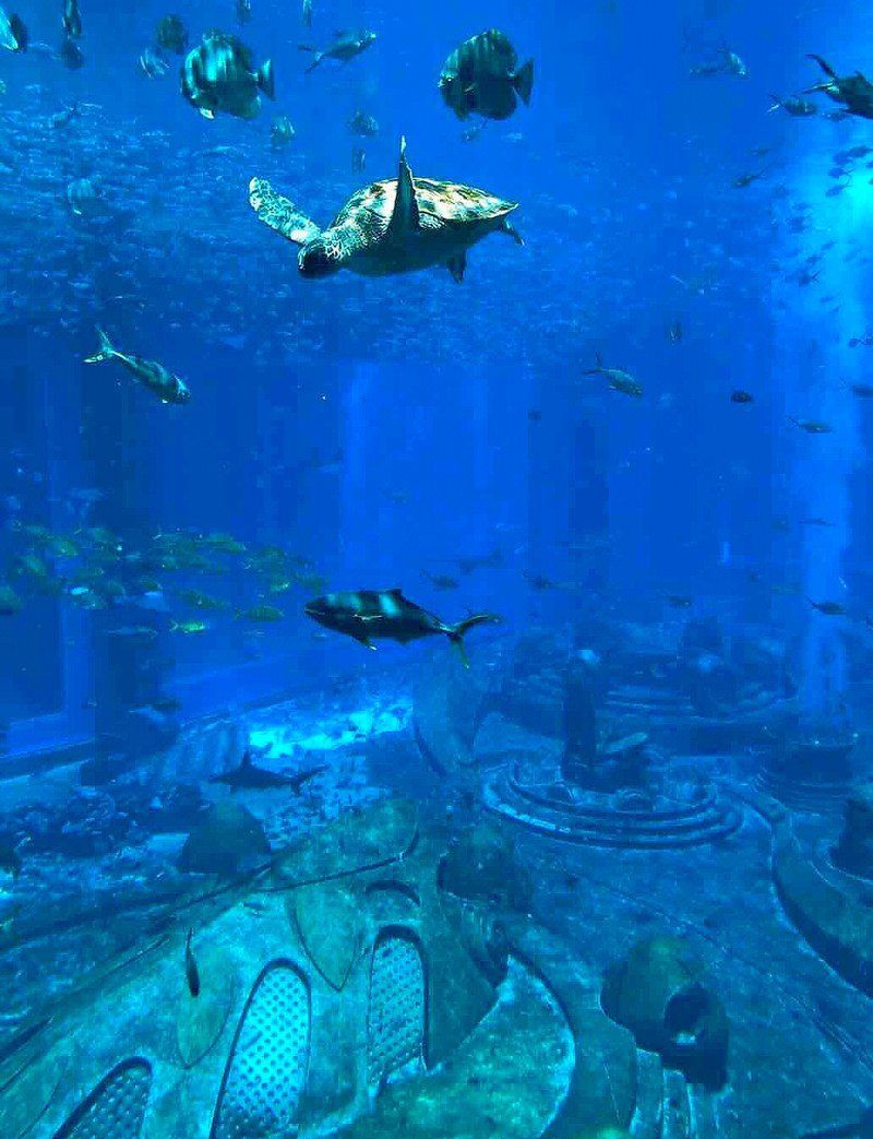 海口水族館，探秘海口水族館 海口水族館，探秘海口水族館 全國水族館企業名錄 第4張