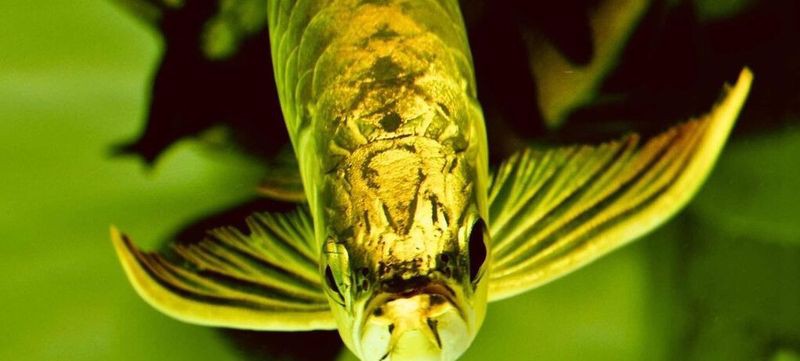 50厘米金龍魚多久喂一次？，50厘米的金龍魚喂什么食物最好？