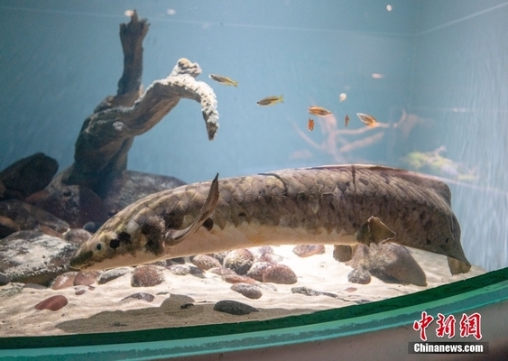 常熟哪里有魚缸批發市場賣魚