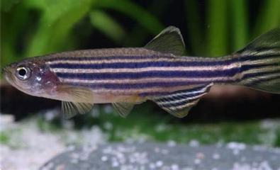 老魚匠氧氣泵維修視頻(氧氣泵拆開了,怎么修,不出氣了) 老魚匠氧氣泵維修視頻(氧氣泵拆開了,怎么修,不出氣了) 老魚匠 第2張