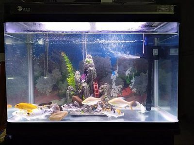 魚缸 森森的魚缸燈自己亮怎么修 森森魚缸 森森的魚缸燈自己亮怎么修 森森的魚缸燈自己亮怎么修 森森魚缸