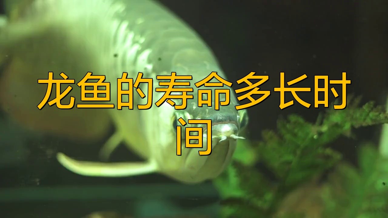 哪種龍魚壽命最長？，銀龍魚的壽命多長時間寵物生活家龍魚壽命一覽表