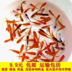 能吃魚的種類有哪些？附高清圖片解析，常見可食用魚類大全，高清圖文詳解