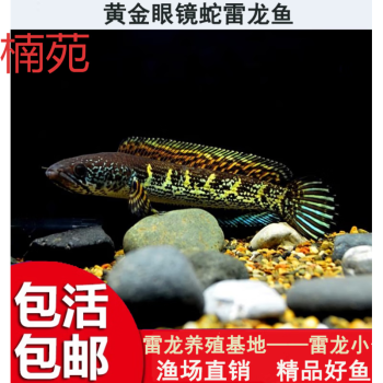 能吃魚的種類有哪些？附高清圖片解析，常見可食用魚類大全，高清圖文詳解