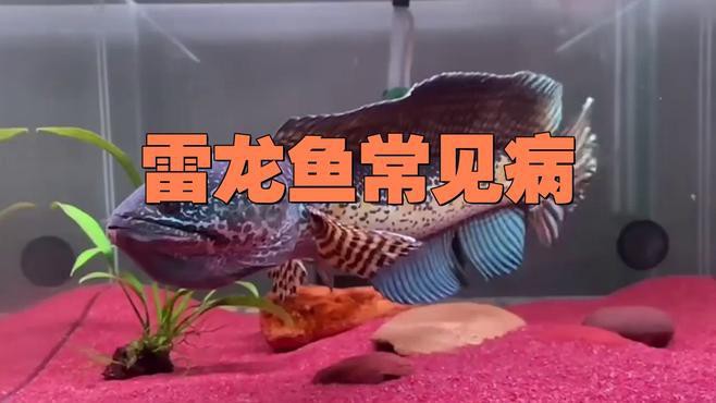 如何判斷雷龍魚是否感染寄生蟲？，雷龍魚感染寄生蟲會自愈嗎？