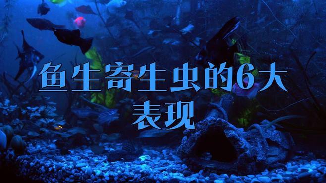 如何判斷龍魚是否感染內寄或外寄？，如何判斷龍魚是否感染內寄或外寄