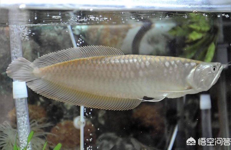 咸寧龍魚店，咸寧美食探店|文筆路上的石鍋魚天堂夢奇圓滾滾在路上