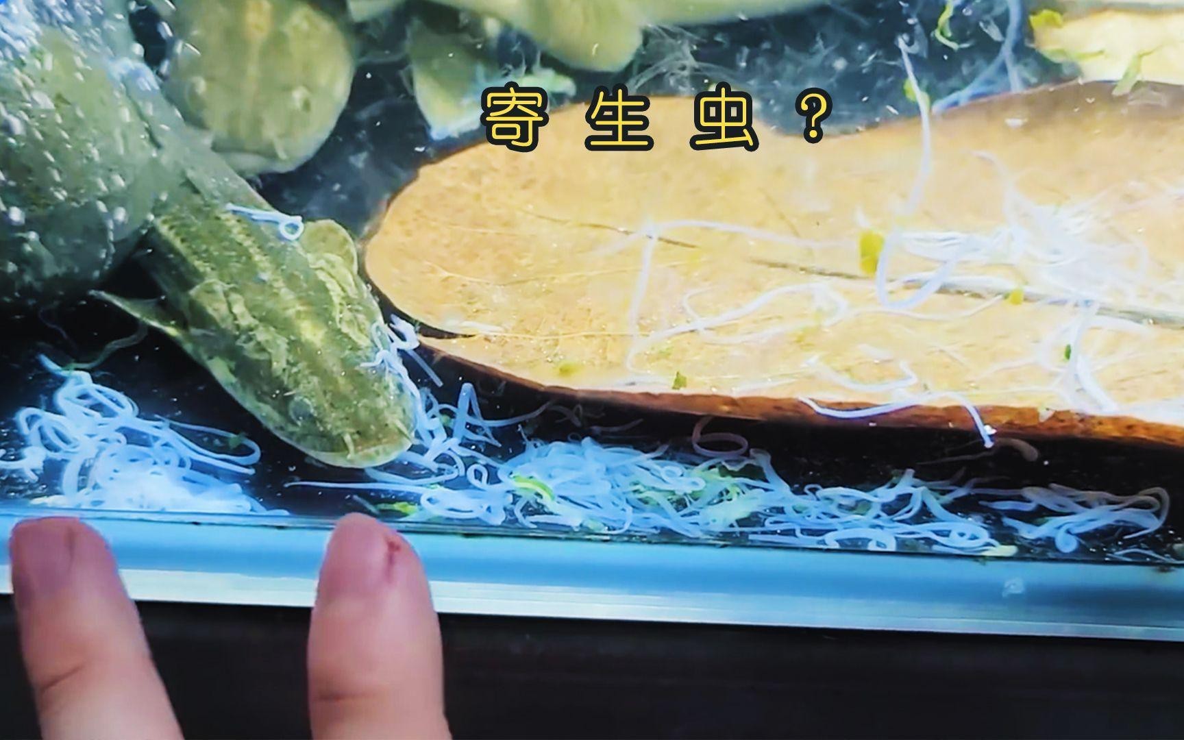 哪些藥物可以有效治療龍魚寄生蟲？，龍魚外寄生蟲治療方法牧場之星魚身上有蟲用什么藥最好