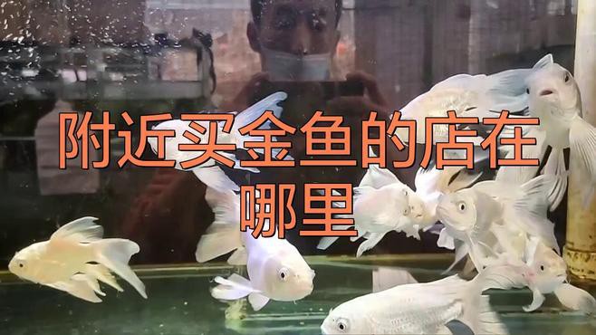 哪里可以購買到純種金頭金龍魚？，廣州龍魚祥龍魚場金頭過背金龍魚20厘米多少錢一條
