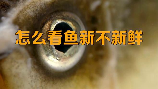 如何判斷龍頭魚是否新鮮？，判斷龍頭魚是否新鮮至關重要，學會這5個挑選技巧,專挑新鮮的龍頭魚