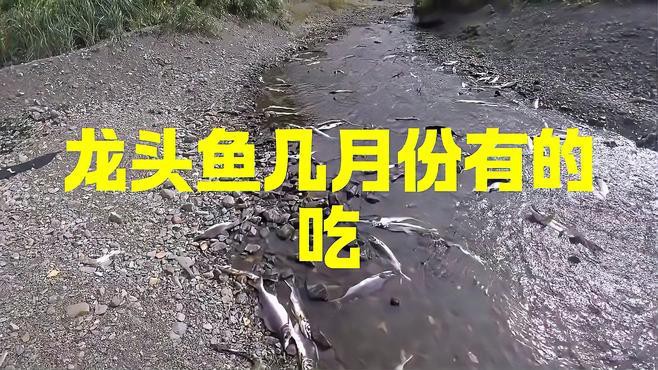 如何判斷龍頭魚是否新鮮？，判斷龍頭魚是否新鮮至關重要，學會這5個挑選技巧,專挑新鮮的龍頭魚