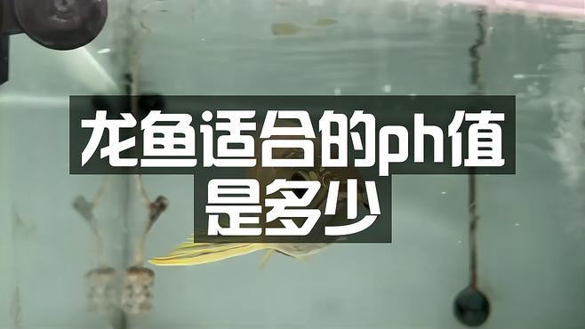 古龍魚的最佳水質參數，古龍魚水質參數多久檢測一次？ 古龍魚的最佳水質參數，古龍魚水質參數多久檢測一次？ 龍魚百科 第2張
