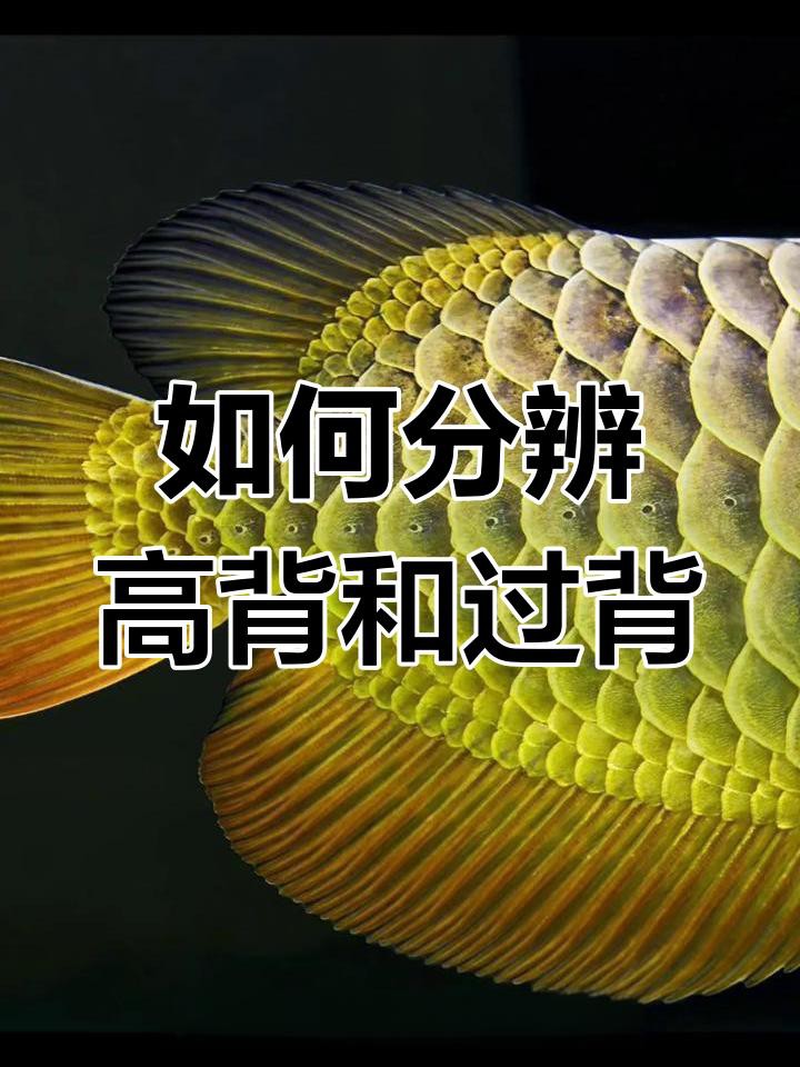 如何判斷過背金龍魚的血統純正？，如何區分過背金龍魚與高背金龍魚？