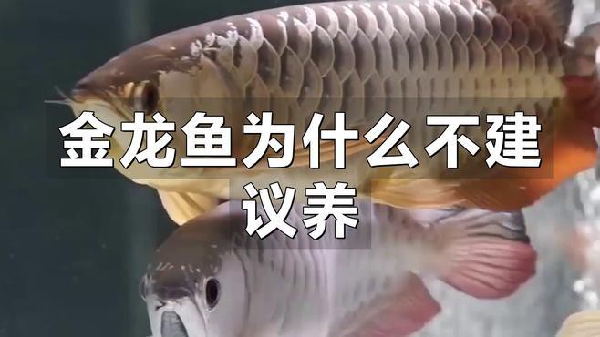 列舉更多金龍魚的潛在害處，養(yǎng)金龍魚有哪些害處,你知道嗎
