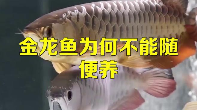列舉更多金龍魚的潛在害處，養(yǎng)金龍魚有哪些害處,你知道嗎