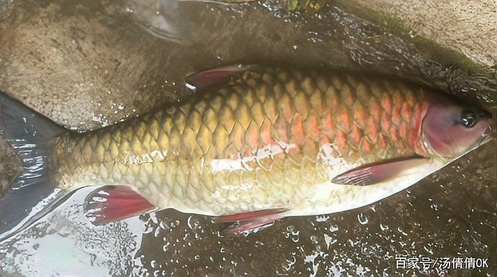 和尚魚最簡單三個圖片,關于和尚魚的介紹 全國水族館企業名錄 第25張 和尚魚最簡單三個圖片,關于和尚魚的介紹 和尚魚最簡單三個圖片,關于和尚魚的介紹 全國水族館企業名錄 第25張