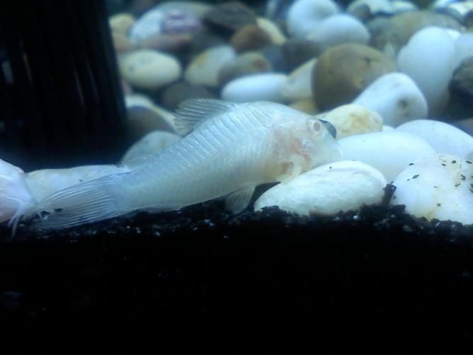 和尚魚最簡單三個圖片,關于和尚魚的介紹 全國水族館企業名錄 第11張 和尚魚最簡單三個圖片,關于和尚魚的介紹 和尚魚最簡單三個圖片,關于和尚魚的介紹 全國水族館企業名錄 第11張