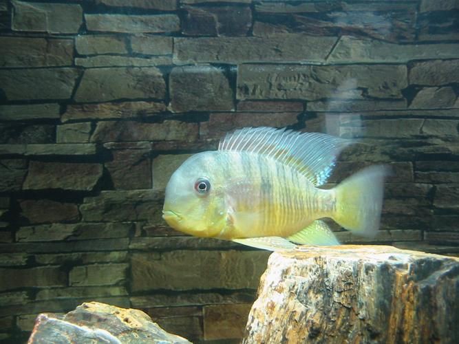 和尚魚最簡單三個圖片,關于和尚魚的介紹 全國水族館企業名錄 第9張 和尚魚最簡單三個圖片,關于和尚魚的介紹 和尚魚最簡單三個圖片,關于和尚魚的介紹 全國水族館企業名錄 第9張