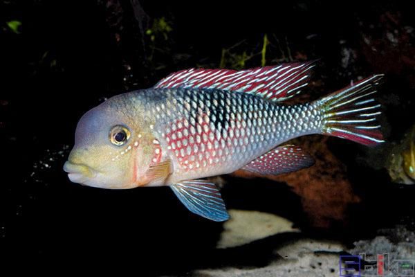 和尚魚最簡單三個圖片,關于和尚魚的介紹 全國水族館企業名錄 第16張 和尚魚最簡單三個圖片,關于和尚魚的介紹 和尚魚最簡單三個圖片,關于和尚魚的介紹 全國水族館企業名錄 第16張