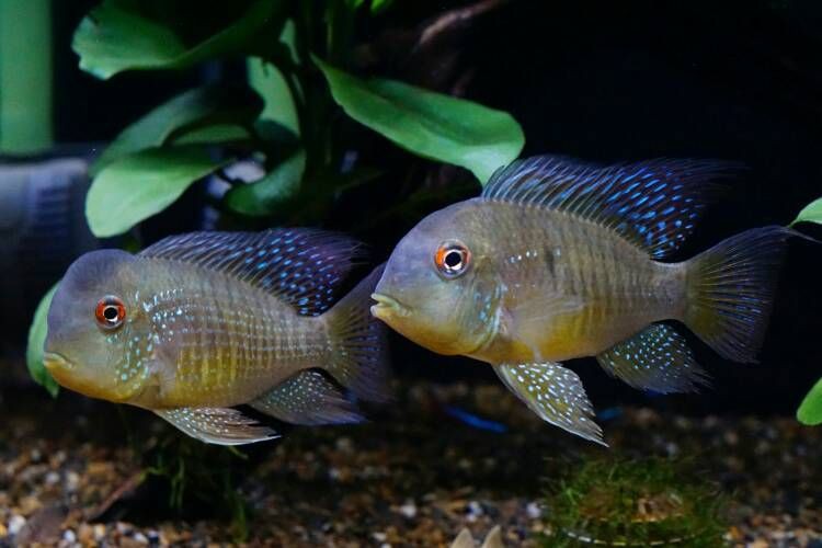 和尚魚最簡單三個圖片,關于和尚魚的介紹 全國水族館企業名錄 第15張 和尚魚最簡單三個圖片,關于和尚魚的介紹 和尚魚最簡單三個圖片,關于和尚魚的介紹 全國水族館企業名錄 第15張