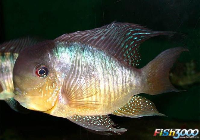 和尚魚最簡單三個圖片,關于和尚魚的介紹 全國水族館企業名錄 第4張 和尚魚最簡單三個圖片,關于和尚魚的介紹 和尚魚最簡單三個圖片,關于和尚魚的介紹 全國水族館企業名錄 第4張