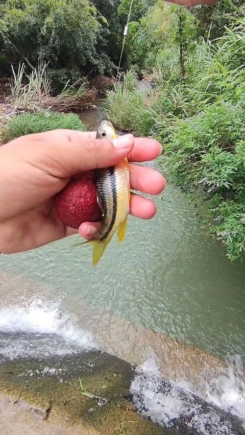 和尚魚最簡單三個圖片,關于和尚魚的介紹 全國水族館企業名錄 第18張 和尚魚最簡單三個圖片,關于和尚魚的介紹 和尚魚最簡單三個圖片,關于和尚魚的介紹 全國水族館企業名錄 第18張