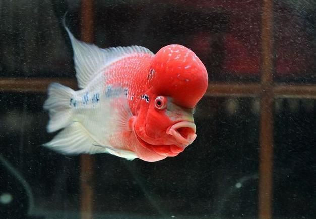 和尚魚最簡單三個圖片,關于和尚魚的介紹 全國水族館企業名錄 第19張 和尚魚最簡單三個圖片,關于和尚魚的介紹 和尚魚最簡單三個圖片,關于和尚魚的介紹 全國水族館企業名錄 第19張