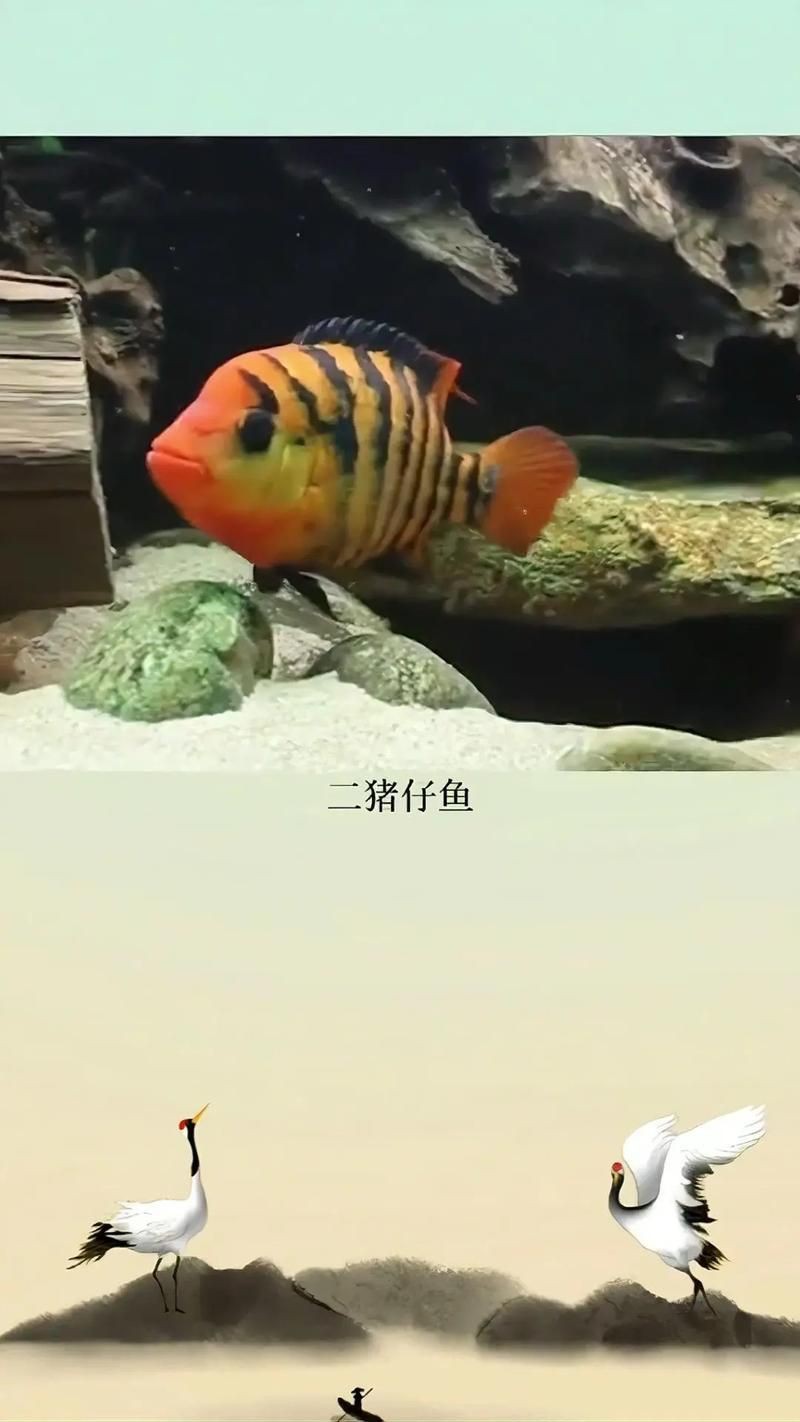 和尚魚最簡單三個圖片,關于和尚魚的介紹 全國水族館企業名錄 第17張 和尚魚最簡單三個圖片,關于和尚魚的介紹 和尚魚最簡單三個圖片,關于和尚魚的介紹 全國水族館企業名錄 第17張