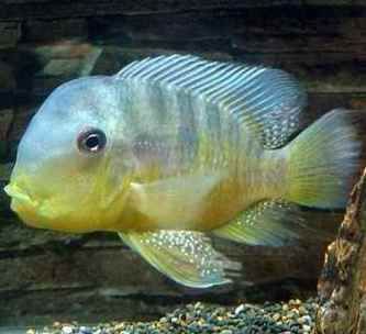 和尚魚最簡單三個圖片,關于和尚魚的介紹 全國水族館企業名錄 第10張 和尚魚最簡單三個圖片,關于和尚魚的介紹 和尚魚最簡單三個圖片,關于和尚魚的介紹 全國水族館企業名錄 第10張