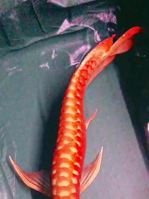 哪里可以找到更多紅龍魚壁紙？，紅龍魚壁紙推薦