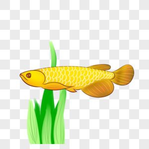 哪里可以找到更多紅龍魚壁紙？，紅龍魚壁紙推薦
