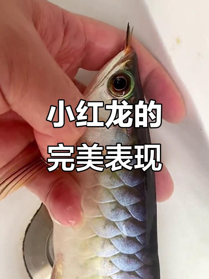如何判斷印尼小紅龍是否發(fā)色？，判斷印尼小紅龍是否發(fā)色需綜合多方面因素從底色到尾巴