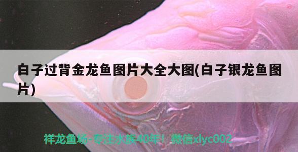 白子過背金龍魚圖片大全大圖(白子銀龍魚圖片)
