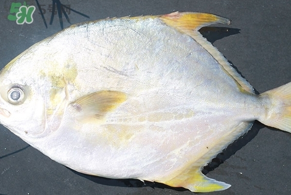 老魚匠的燈怎么樣好用嗎(老魚匠官方網站)