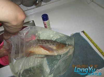 曼龍魚怎樣分雌雄，詳細辨別方法與圖片解析，曼龍魚雌雄辨別指南，詳細方法與圖解對比