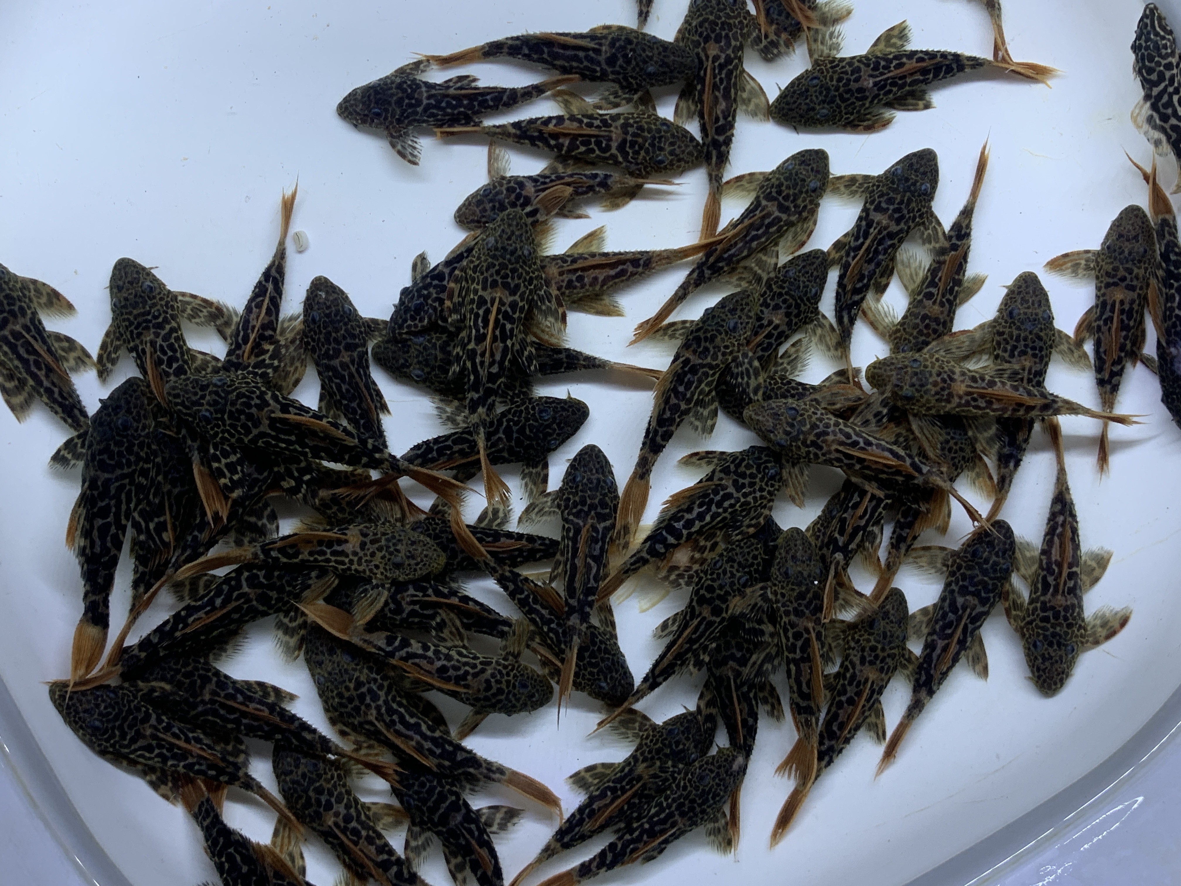 曼龍魚魚卵圖片，從產(chǎn)卵到孵化的全過程詳解，曼龍魚魚卵從產(chǎn)卵到孵化的全過程圖解