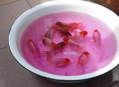 曼龍魚生小魚前兆圖解，全面解析繁殖信號(hào)與應(yīng)對(duì)措施，曼龍魚繁殖指南，生小魚前兆圖解與應(yīng)對(duì)策略全解析