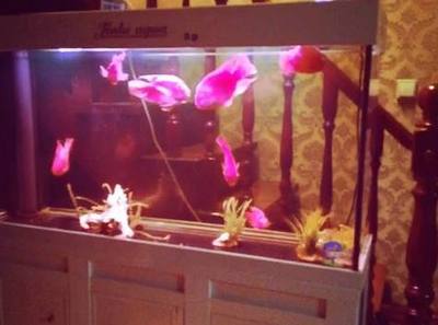 曼龍魚苗最忌三個地方，養殖新手必知的禁忌，曼龍魚苗三大飼養禁忌，新手必看避坑指南！